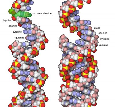 Machinery of Life: Reduced Illustrations – Goodsell Home Page