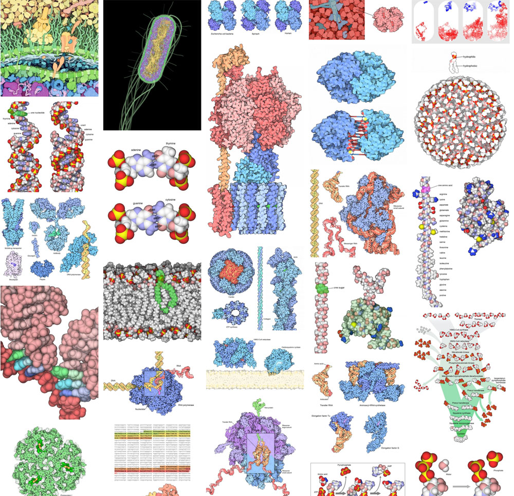 The Machinery of Life – Goodsell Home Page