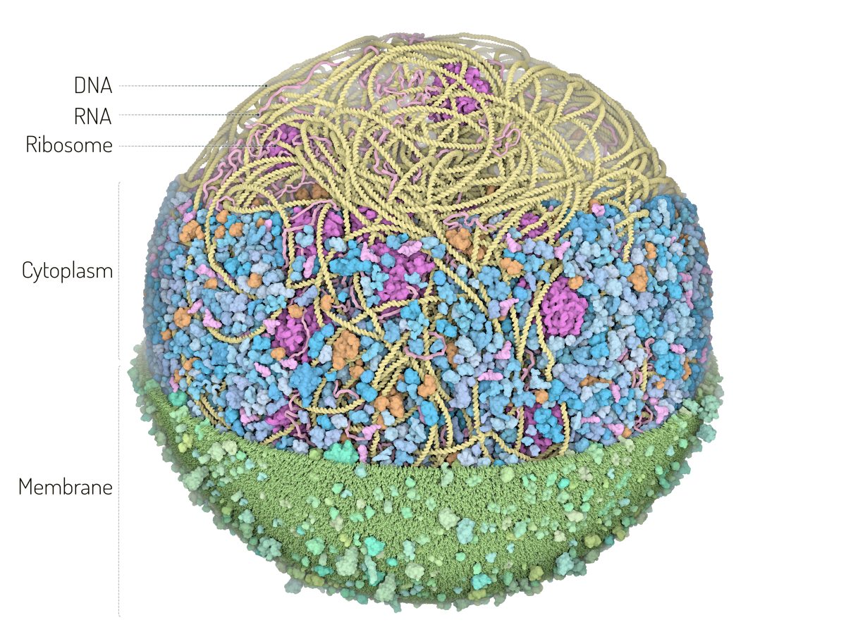 3d-whole-cell-model-of-a-mycoplasma-bacterium-center-for